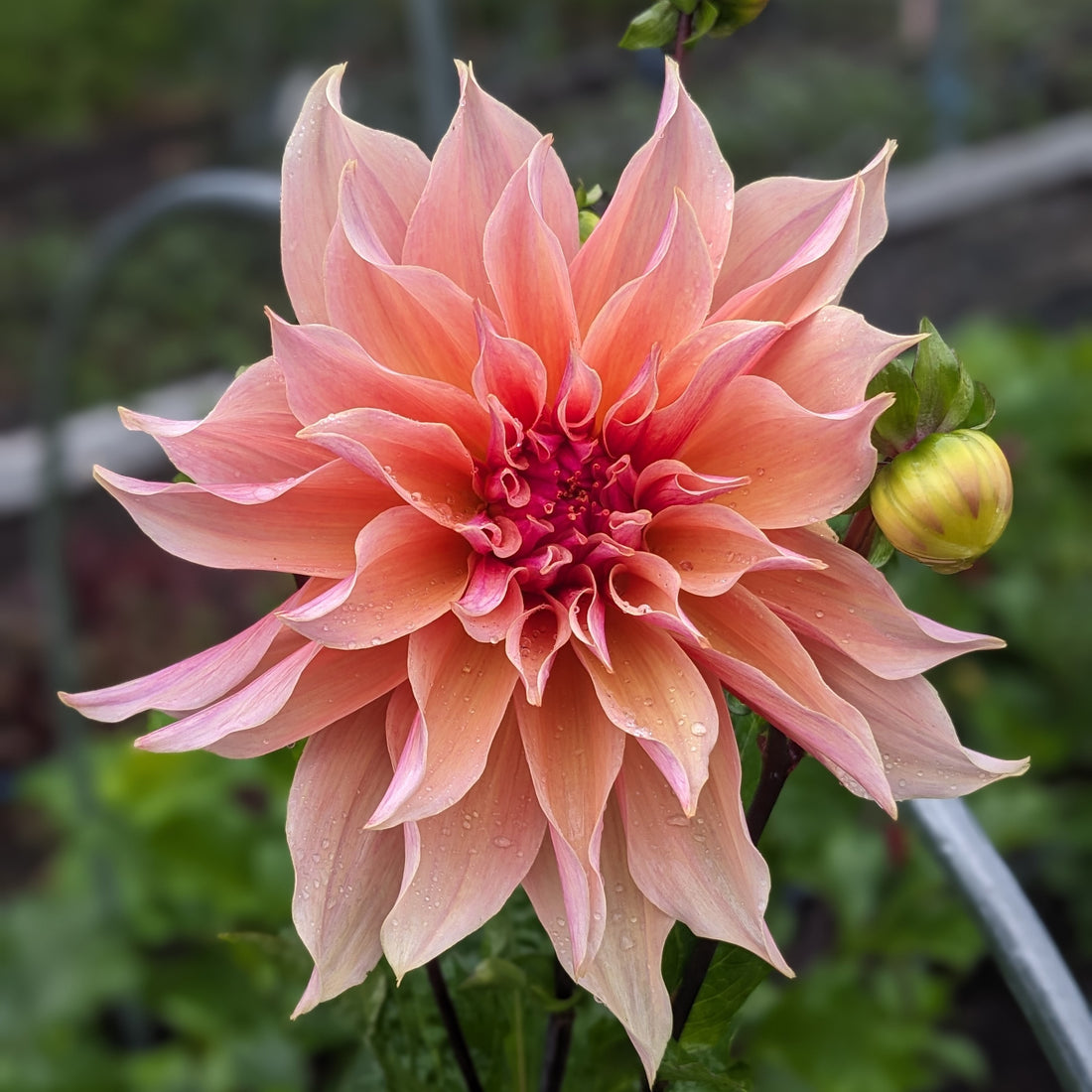 Dahlia Labyrinth