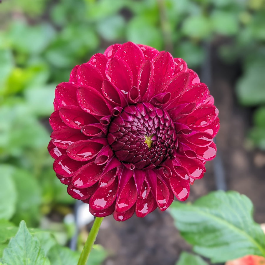 Dahlia Barberry Sultan