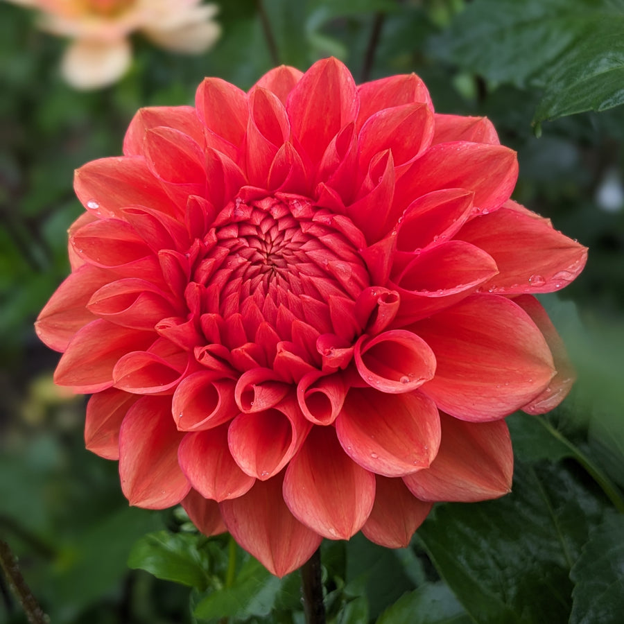 Dahlia Zundert Mystery Fox