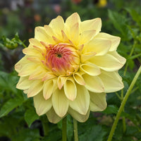 Dahlia Canoz Jaguar