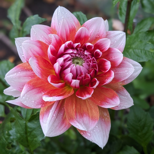 Dahlia Summit Festival