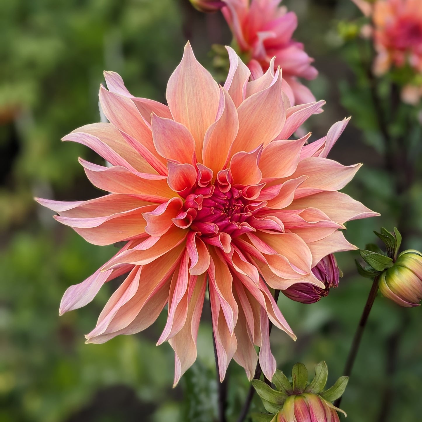 Dahlia Labyrinth