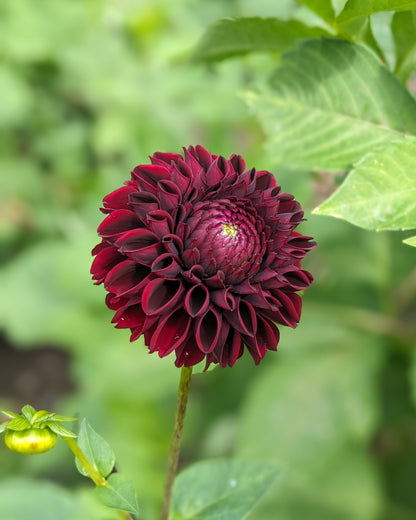 Dahlia - Jowey Mirella