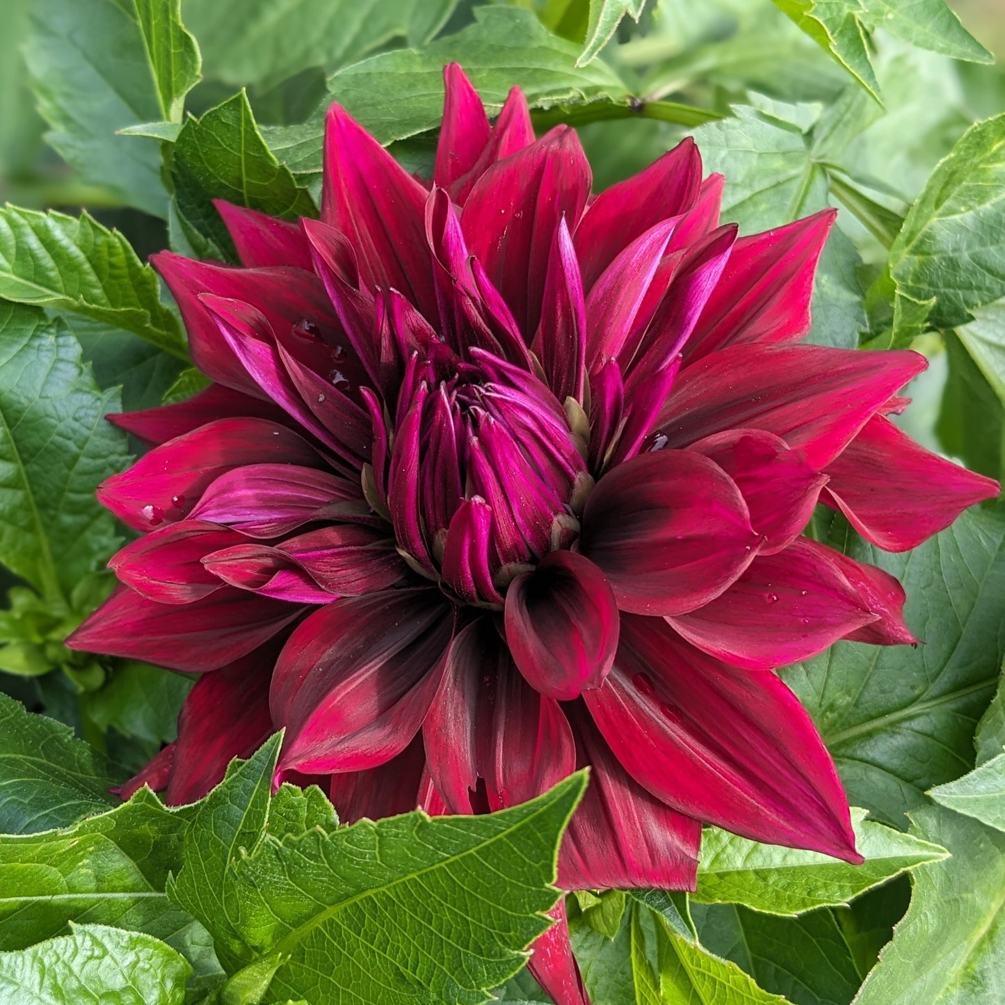 Dahlia - Brigitta Alida