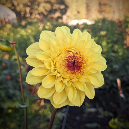 Dahlia Wine Eyed Jill