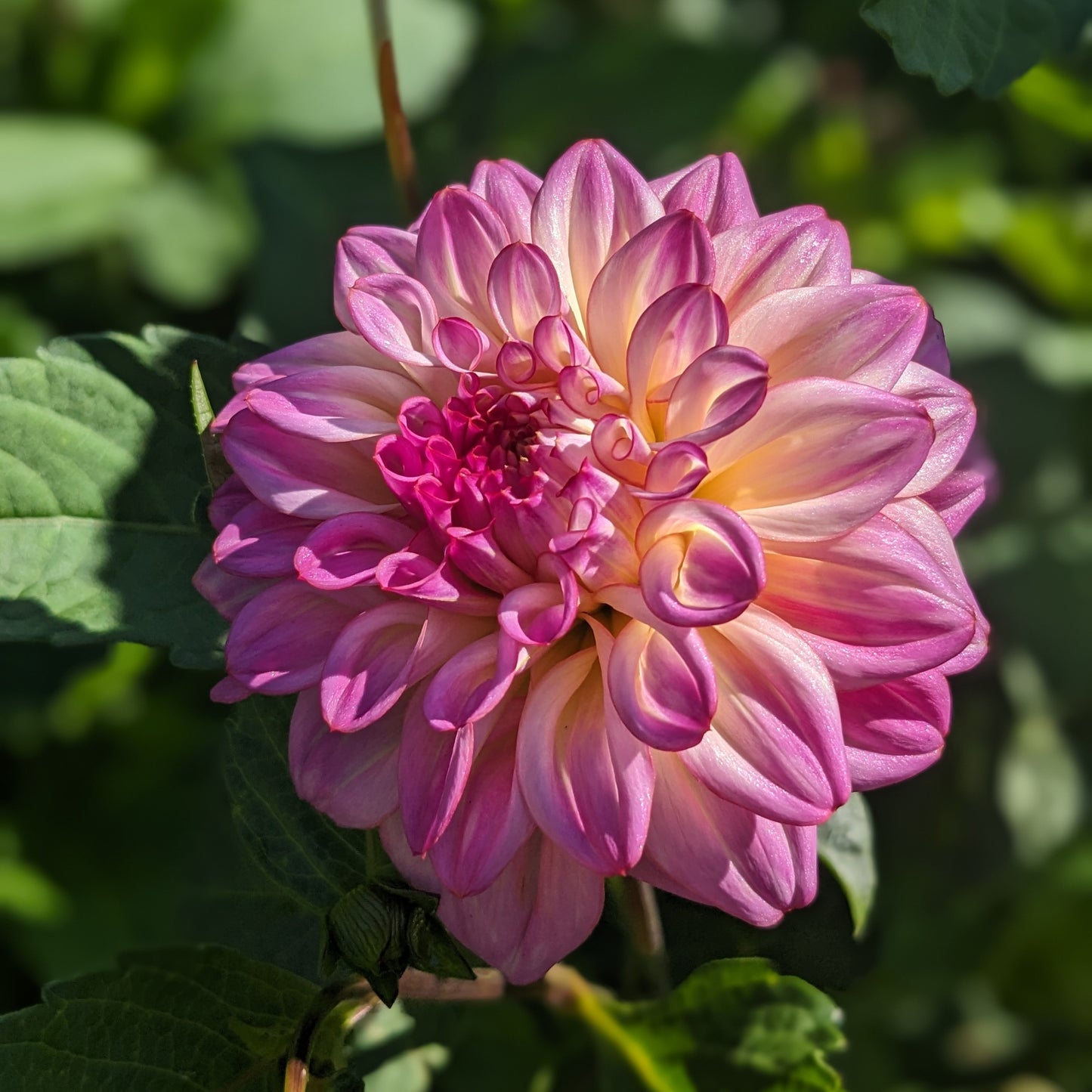 Dahlia Bahama Mama