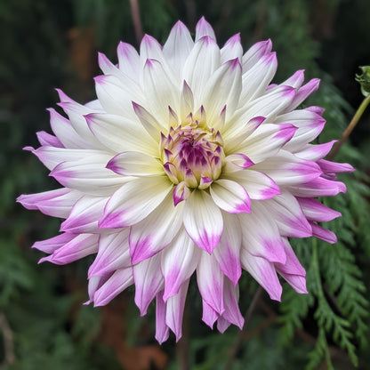 Dahlia - Ferncliff Illusion
