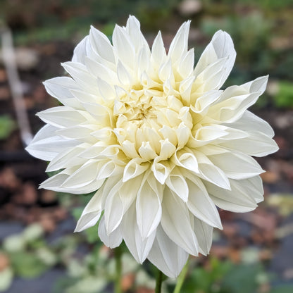 Dahlia - Fleurel