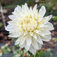 Dahlia Fleurel