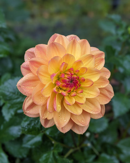 Dahlia - Pam Howden