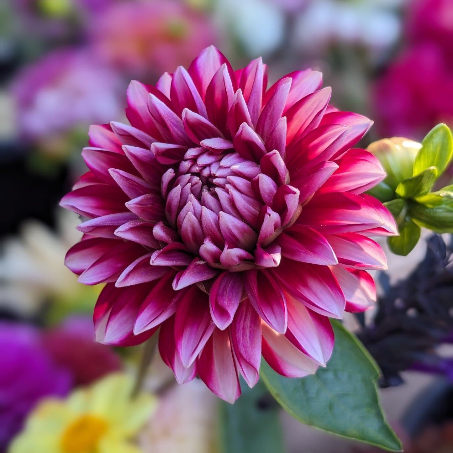 Dahlia Strawberry Cream