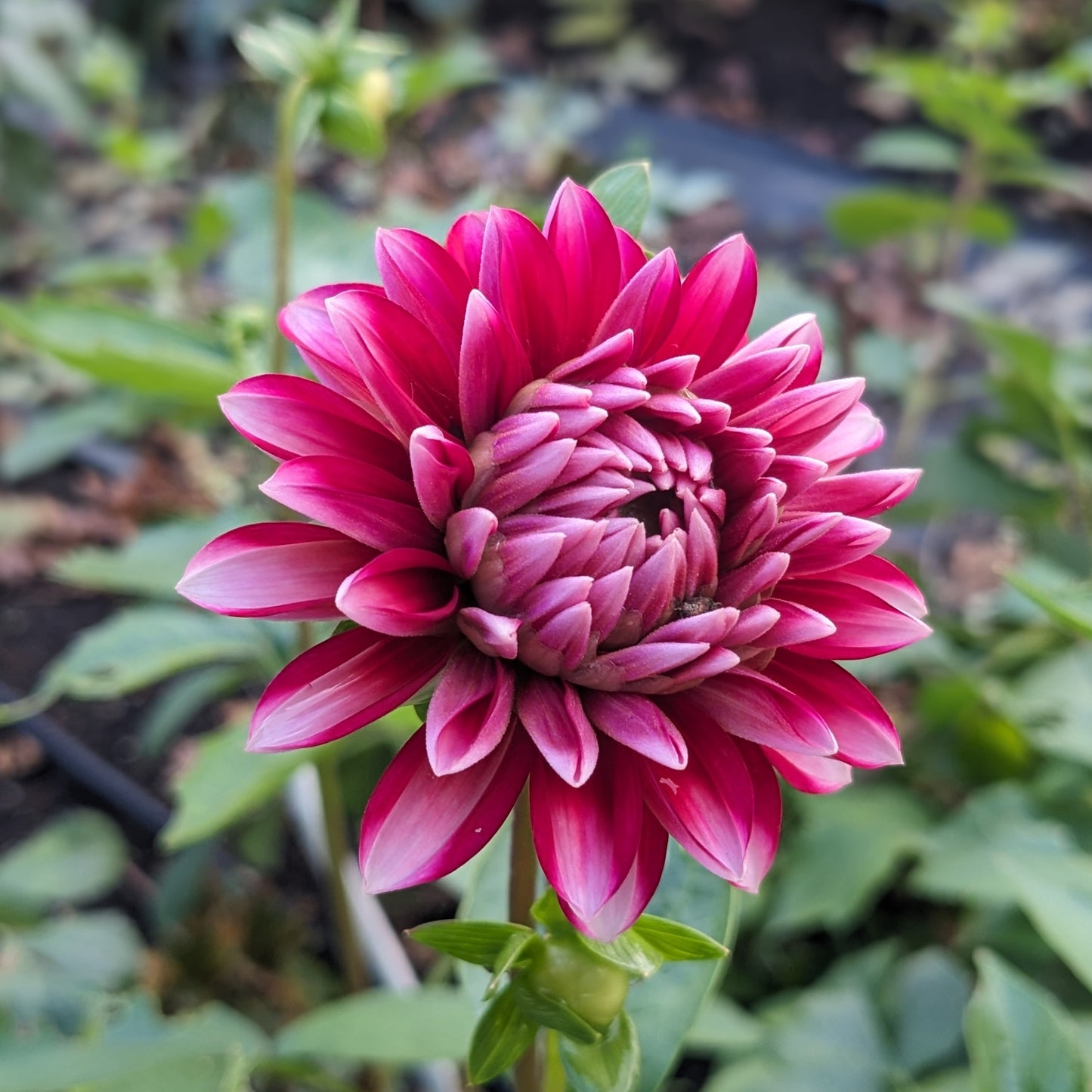 Dahlia Strawberry Cream