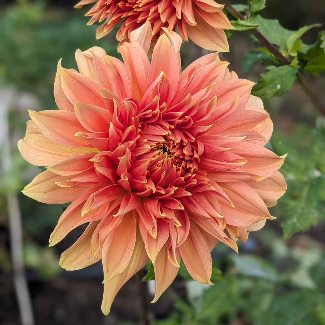 Dahlia Fairway Spur