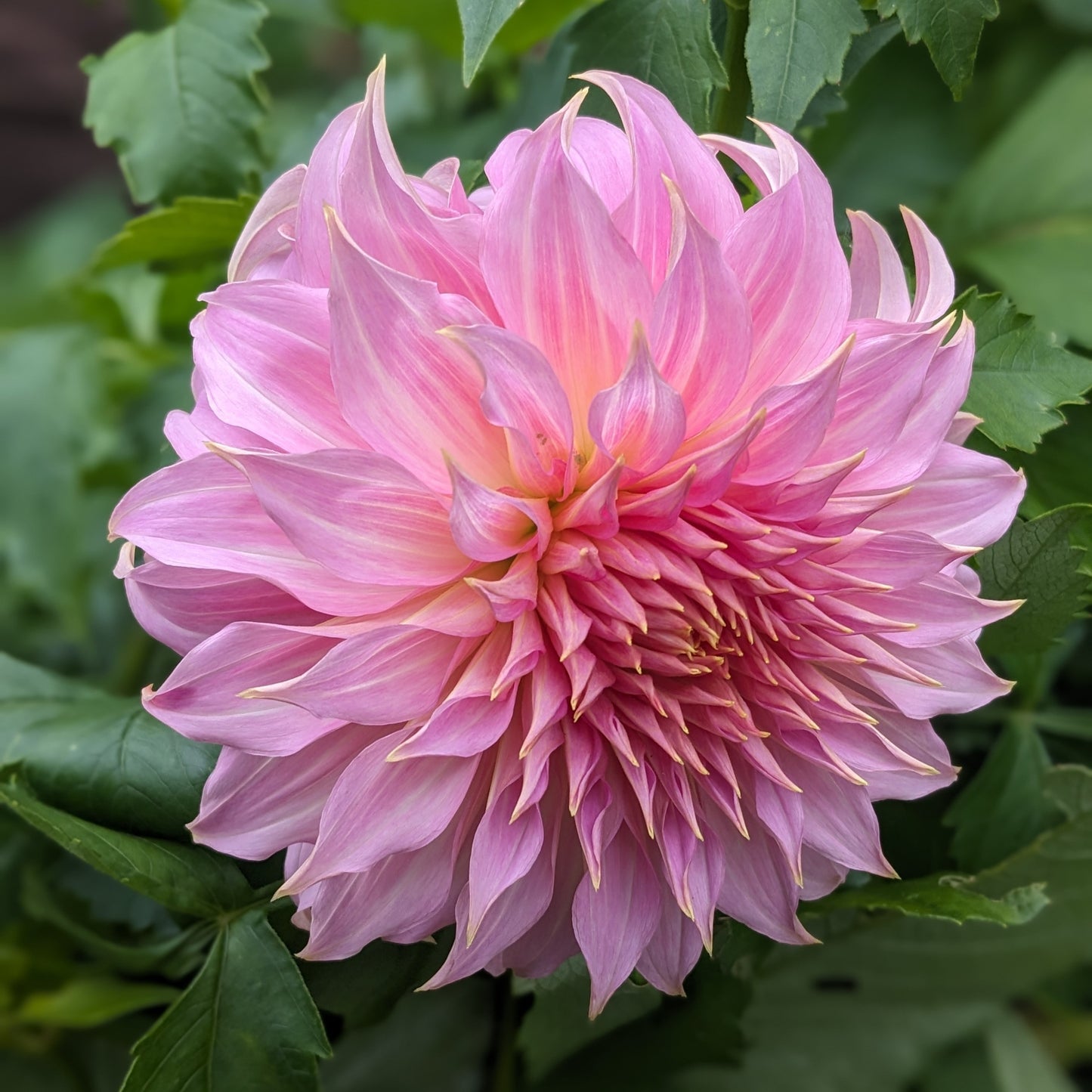 Dahlia Penhill Watermelon