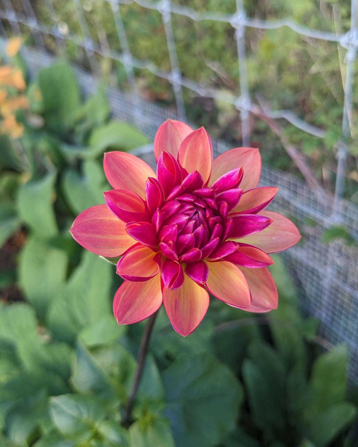 Dahlia - Normandy Painted Pearl
