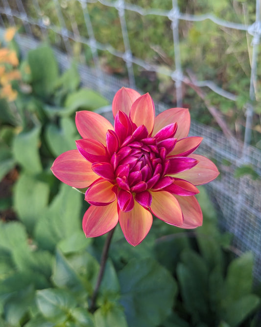 Dahlia - Normandy Painted Pearl