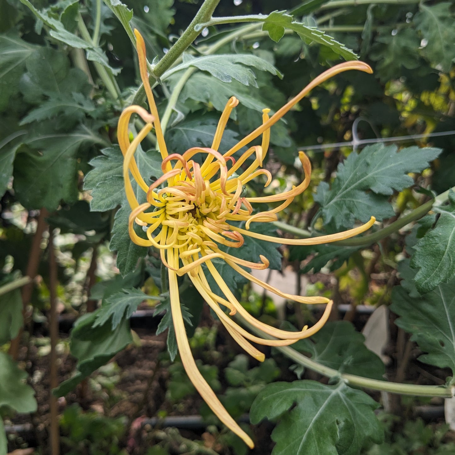 Potted Chrysanthemum - Lava