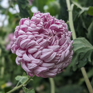 Chrysanthemum - Lake Landers x 2