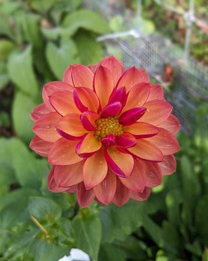 Dahlia - Normandy Painted Pearl