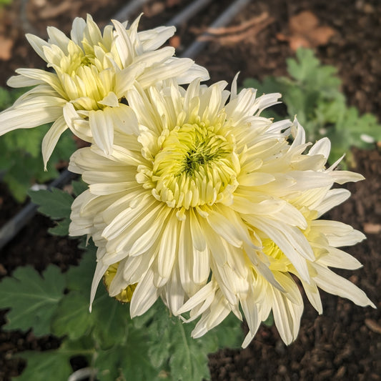 Chrysanthemum - West Bromwich x 2