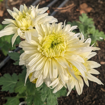 Chrysanthemum - West Bromwich x 2