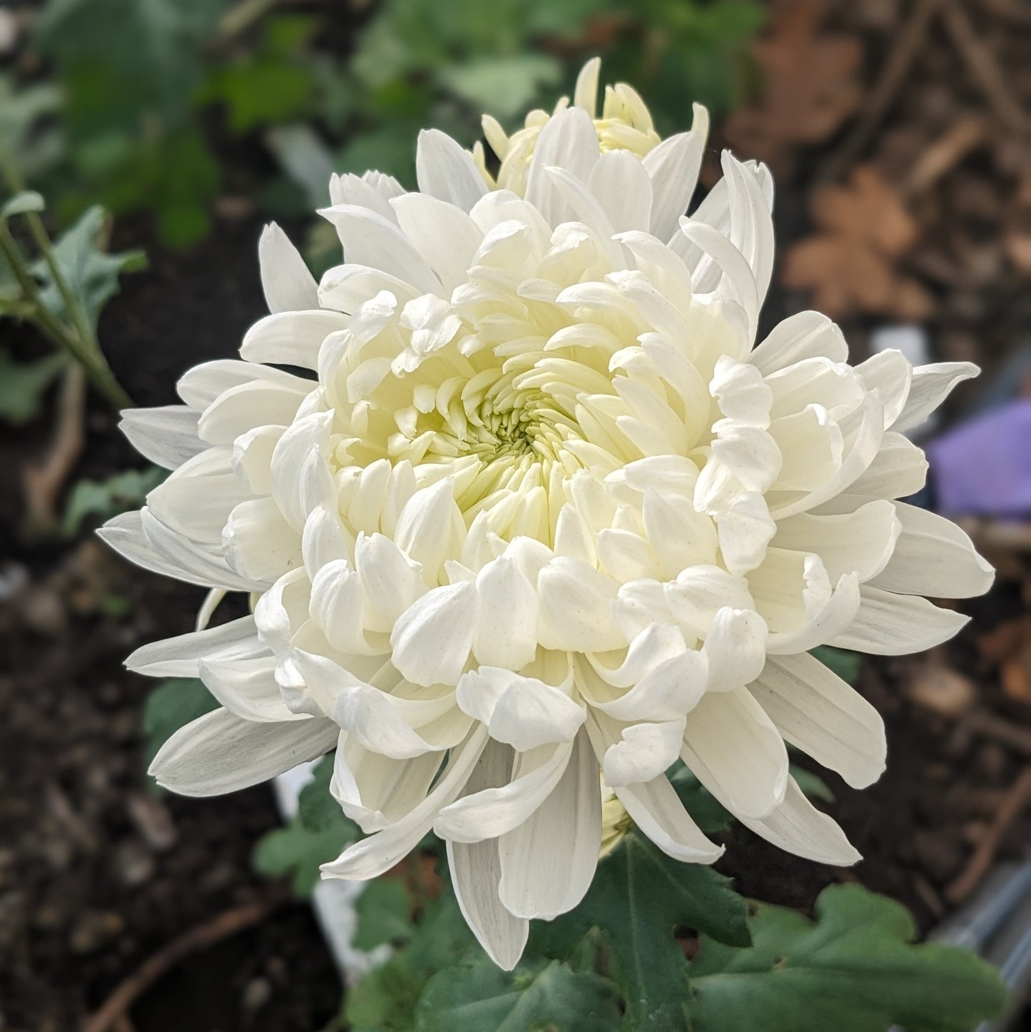 Chrysanthemum - Swansdown x2