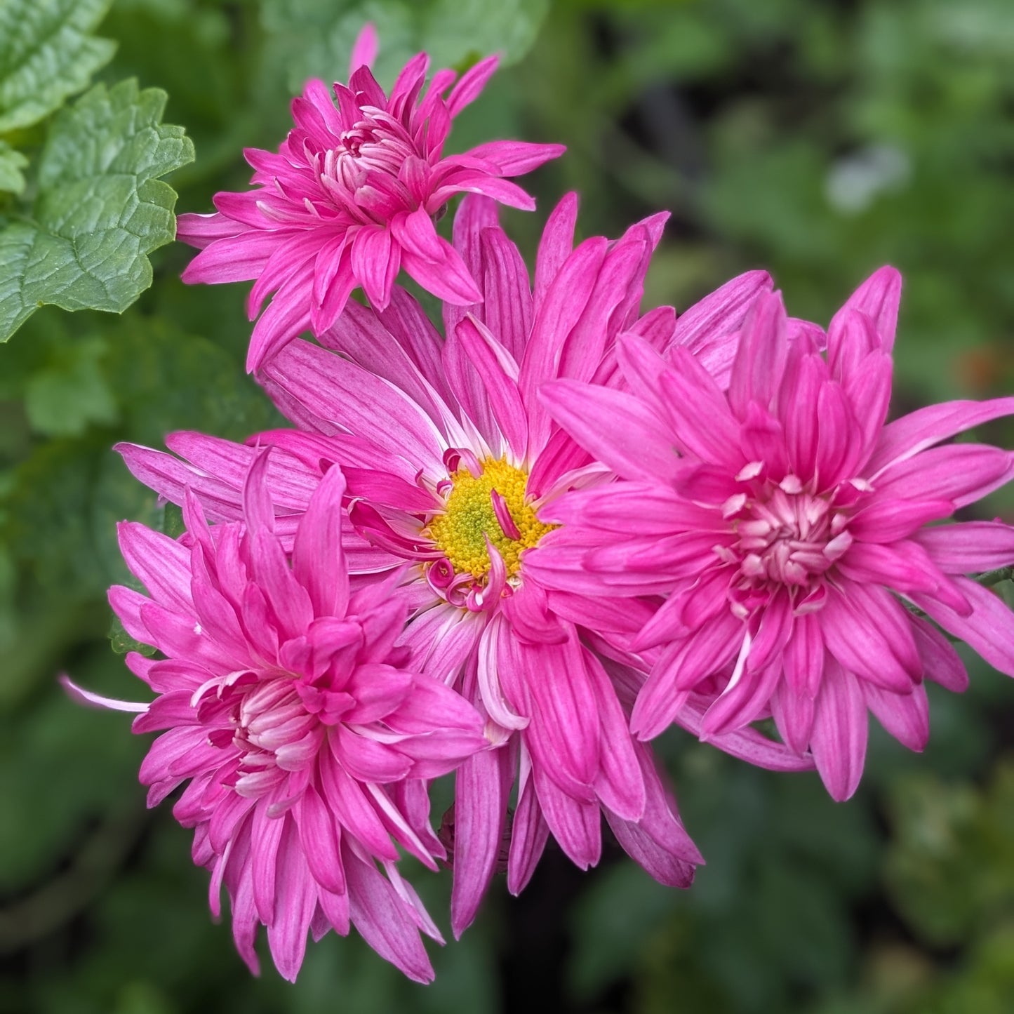 Chrysanthemum - Yvonne Gray x2