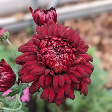 Chrysanthemum - George Griffiths x2