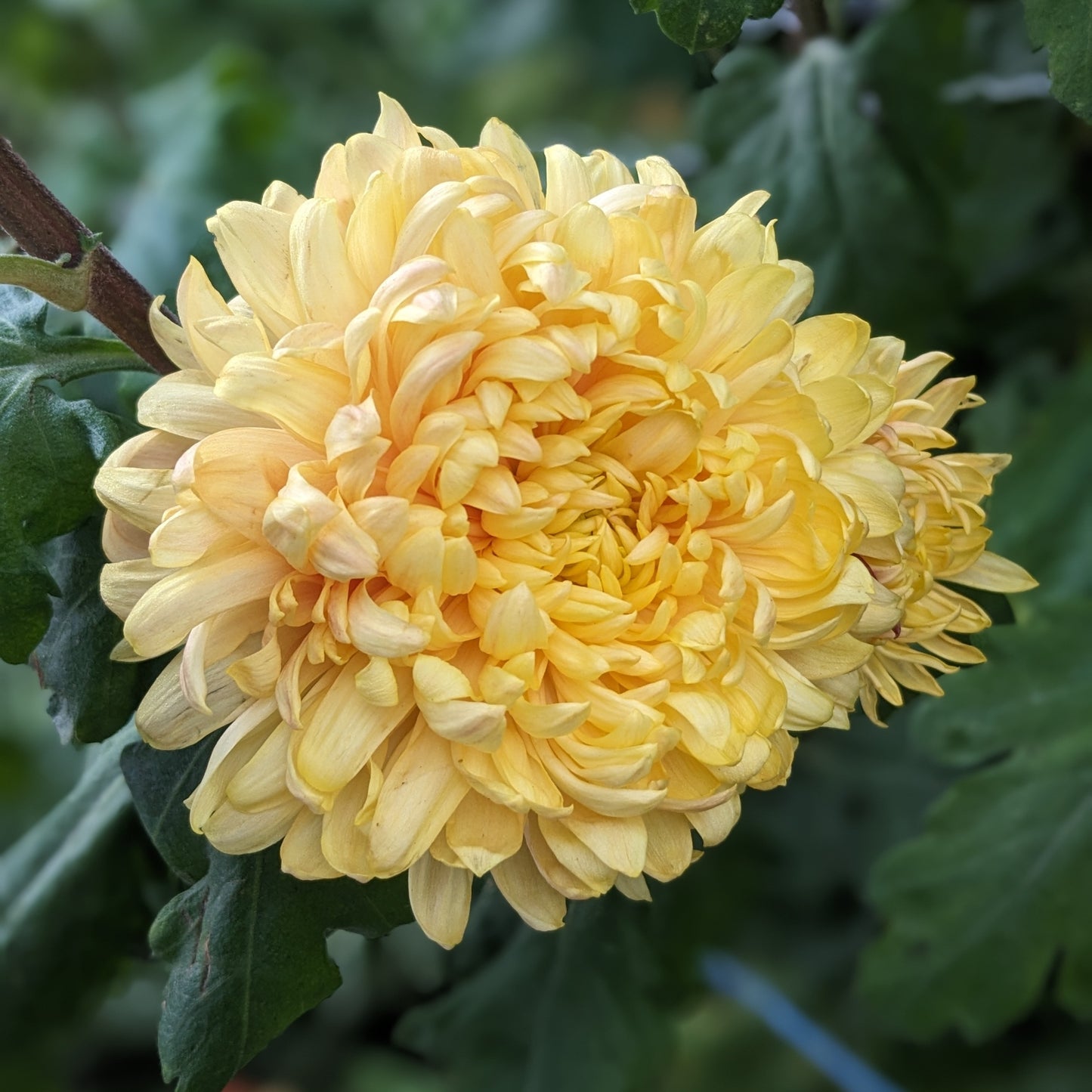 Chrysanthemum - Jimmy Simpson x2