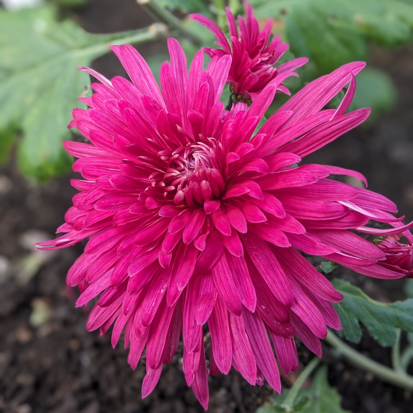 Chrysanthemum - Riley's Dynasty x2