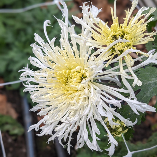 Chrysanthemum - Icicles x2