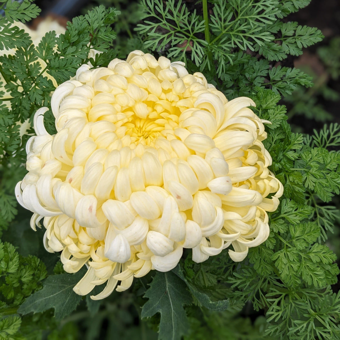 Chrysanthemum - Gillette x2