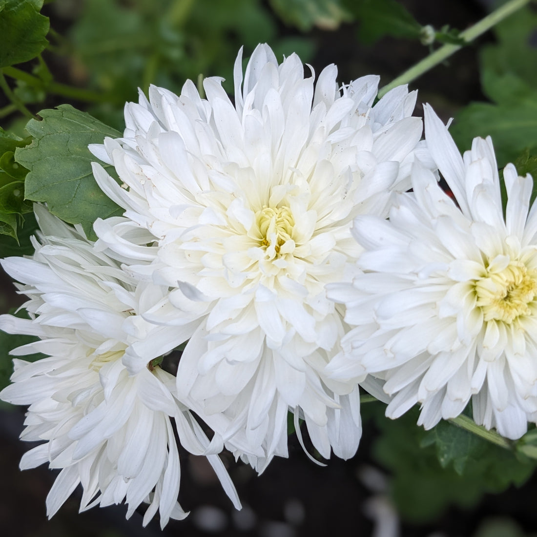 Chrysanthemum - John Wingfield x 2