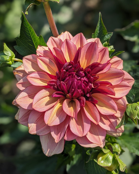 Dahlia - Crème de Cognac