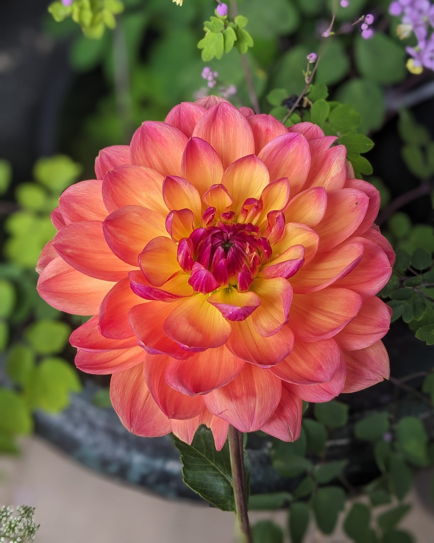 Dahlia - Pam Howden
