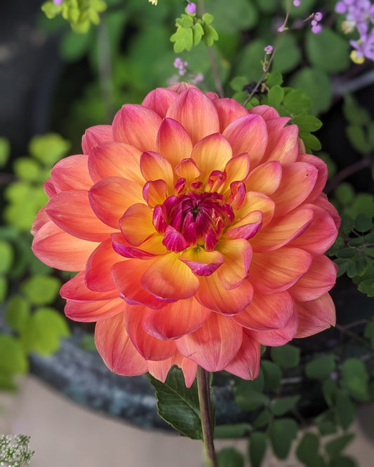 Dahlia - Pam Howden
