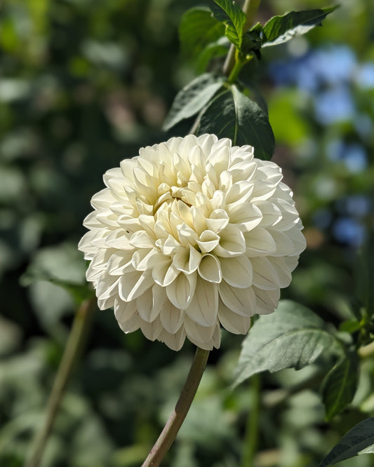 Dahlia - Bazuin Snow Owl