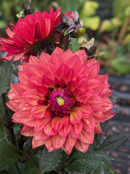 Dahlia - Danique