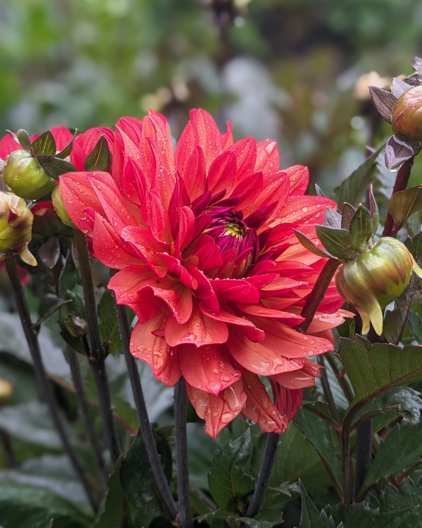Dahlia - Danique