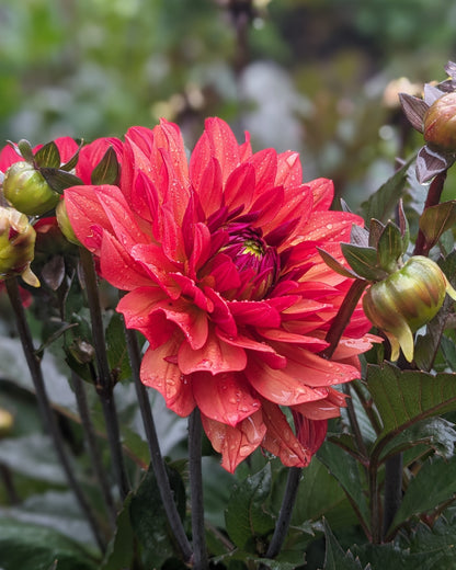 Dahlia - Danique