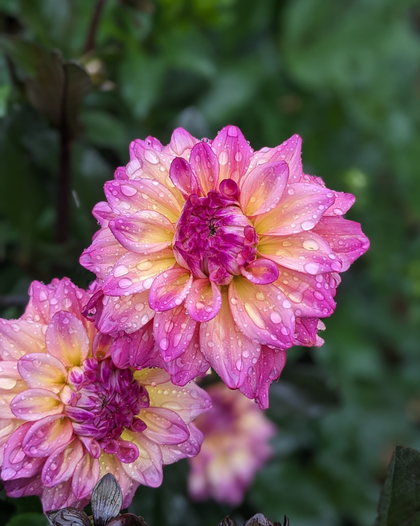 Dahlia - Bahama Mama