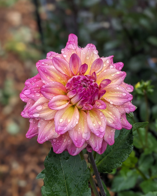 Dahlia - Bahama Mama
