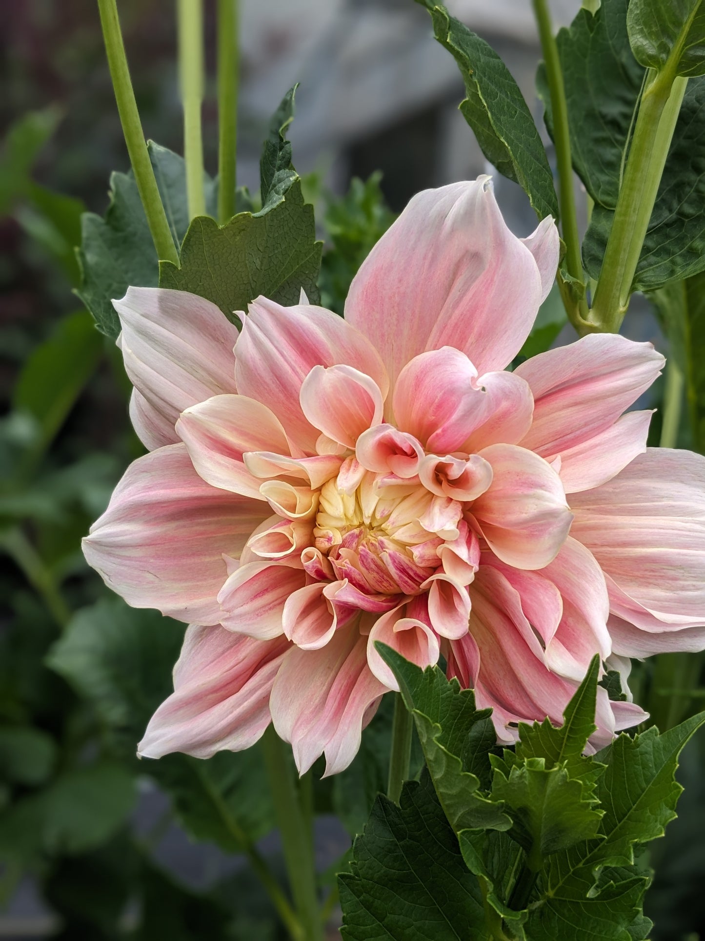 Dahlia - Break Out