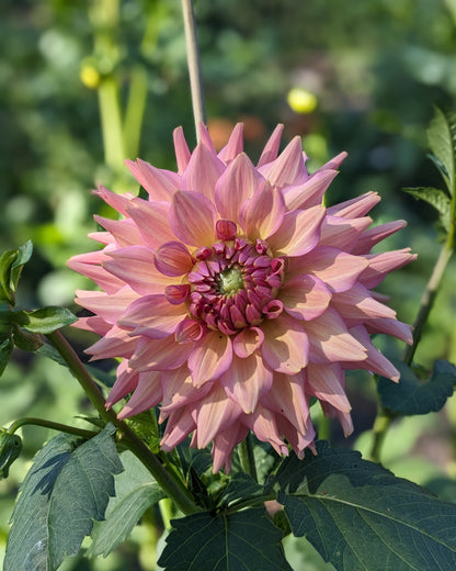 Dahlia - La Belle Epoque