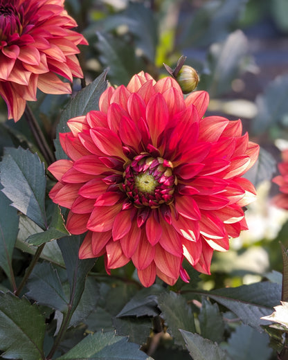 Dahlia - Danique