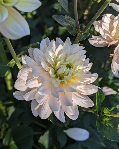 Dahlia - Diana's Memory