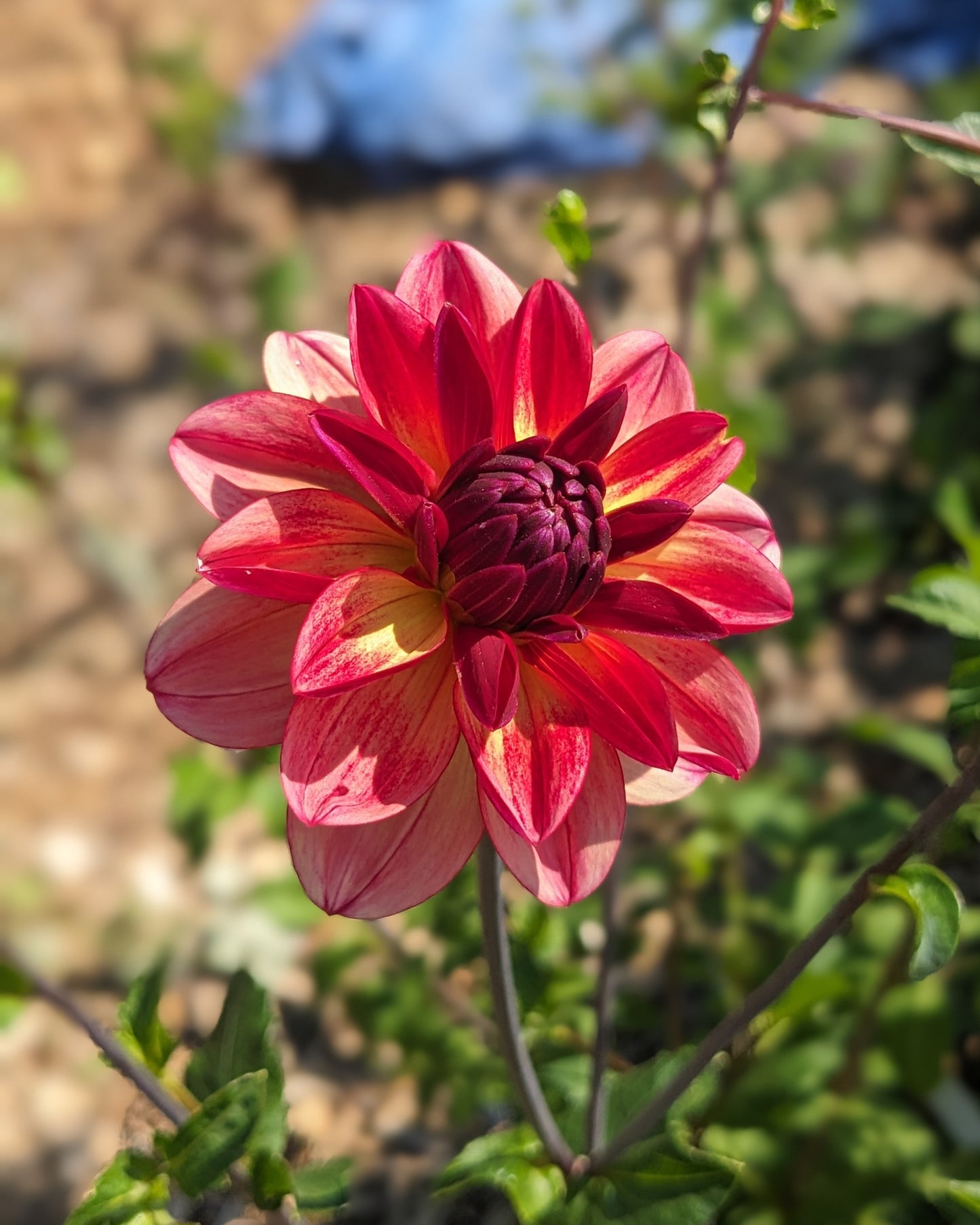 Dahlia - Normandy Painted Pearl