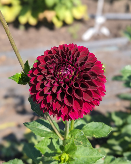 Dahlia - Jowey Mirella