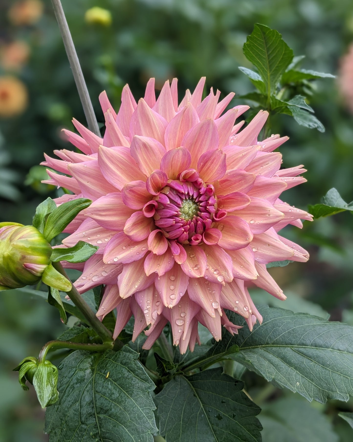 Dahlia - La Belle Epoque
