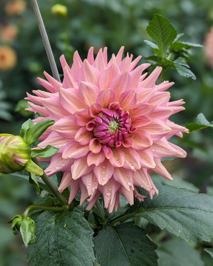 Dahlia - La Belle Epoque